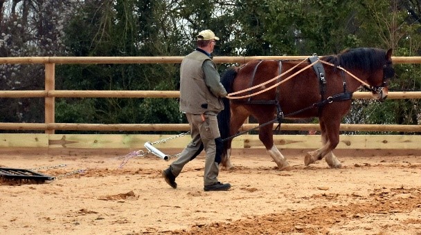 Chevaux communaux 2